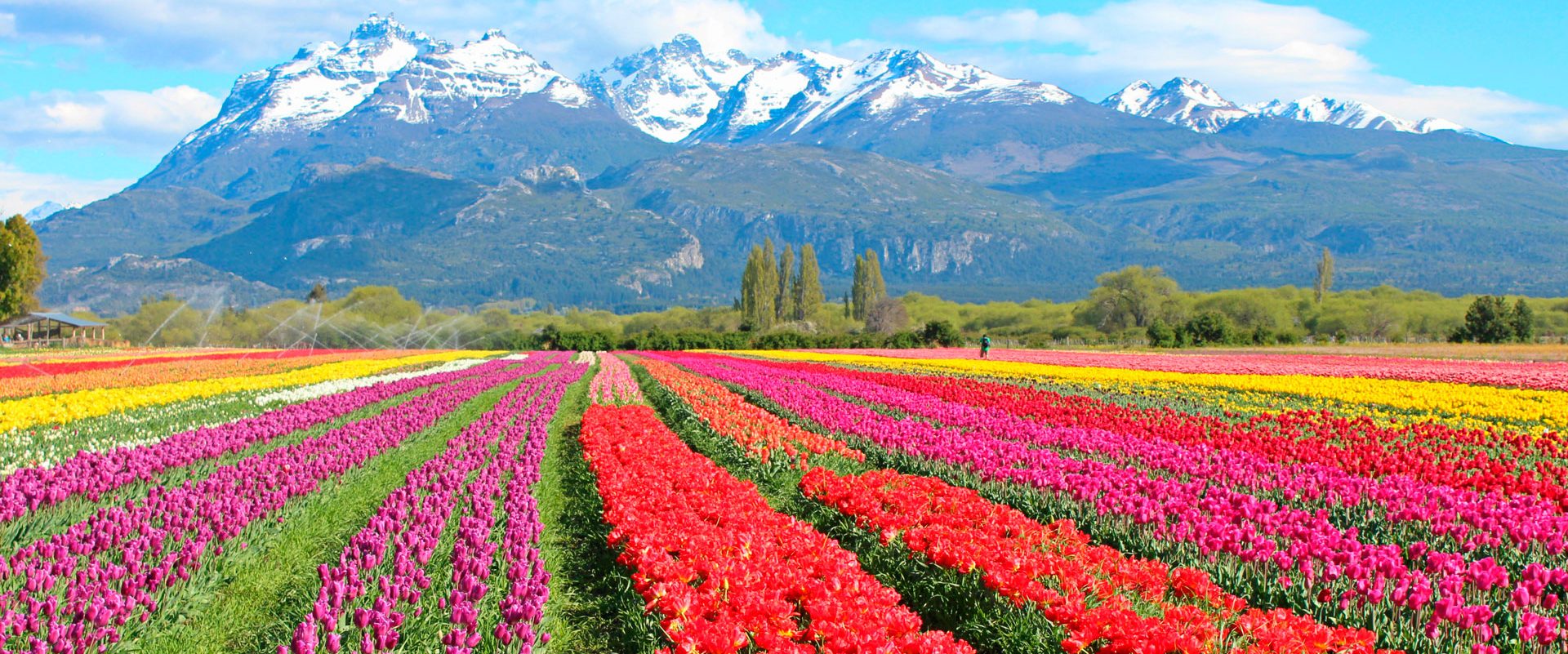BARILOCHE Y EL BOLSÓN con TULIPANES