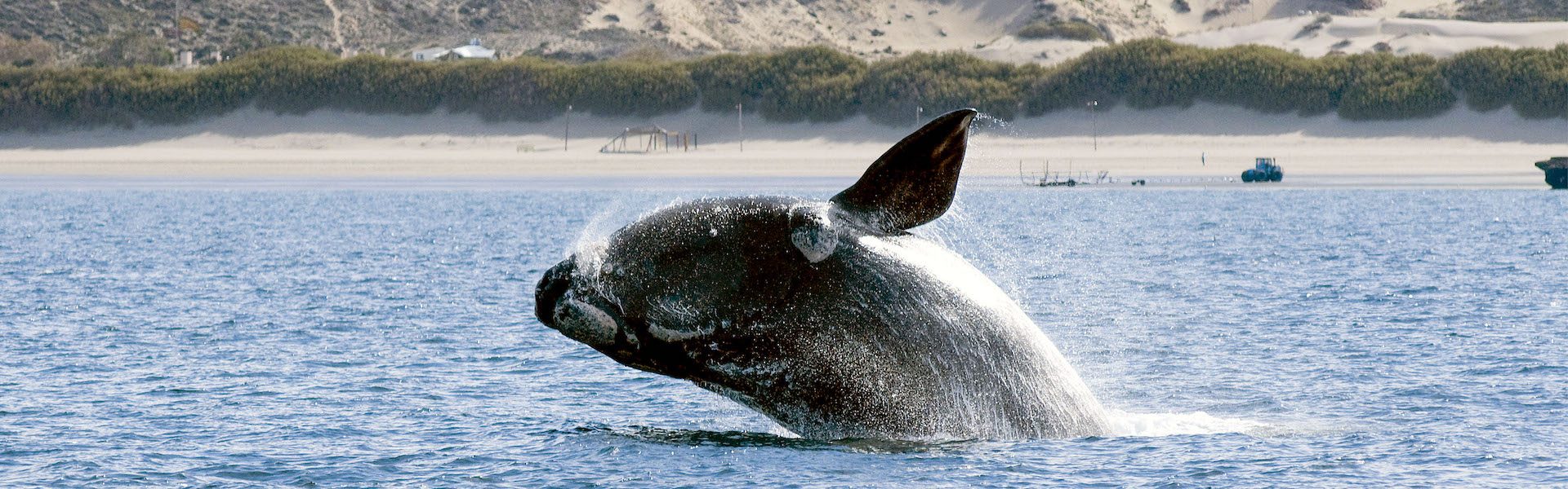 BALLENAS Y PINGUINOS con LAS GRUTAS