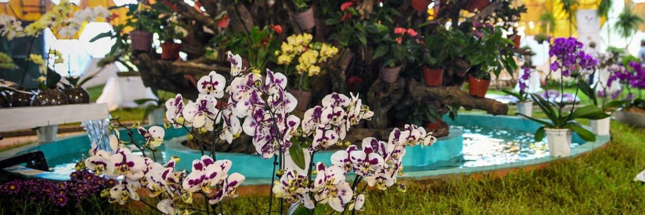 FIESTA DE LA FLOR con SAN PEDRO